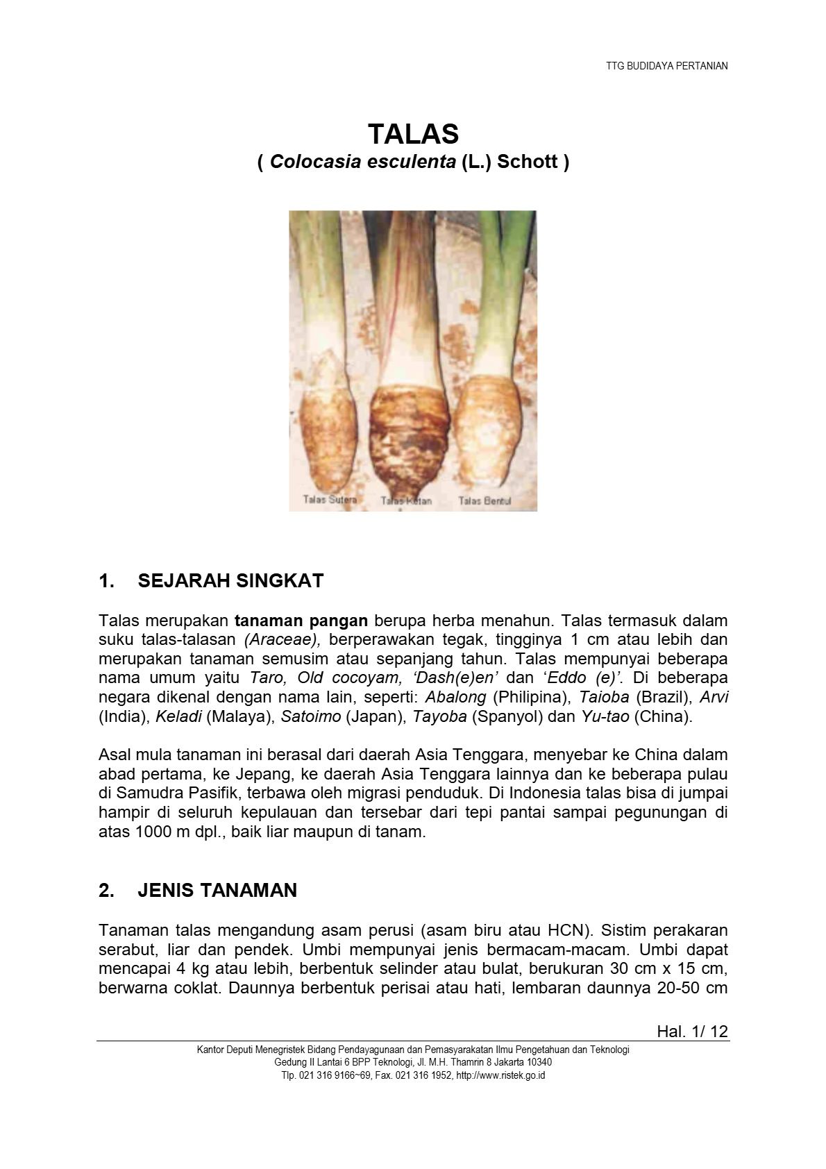 Budidaya Talas