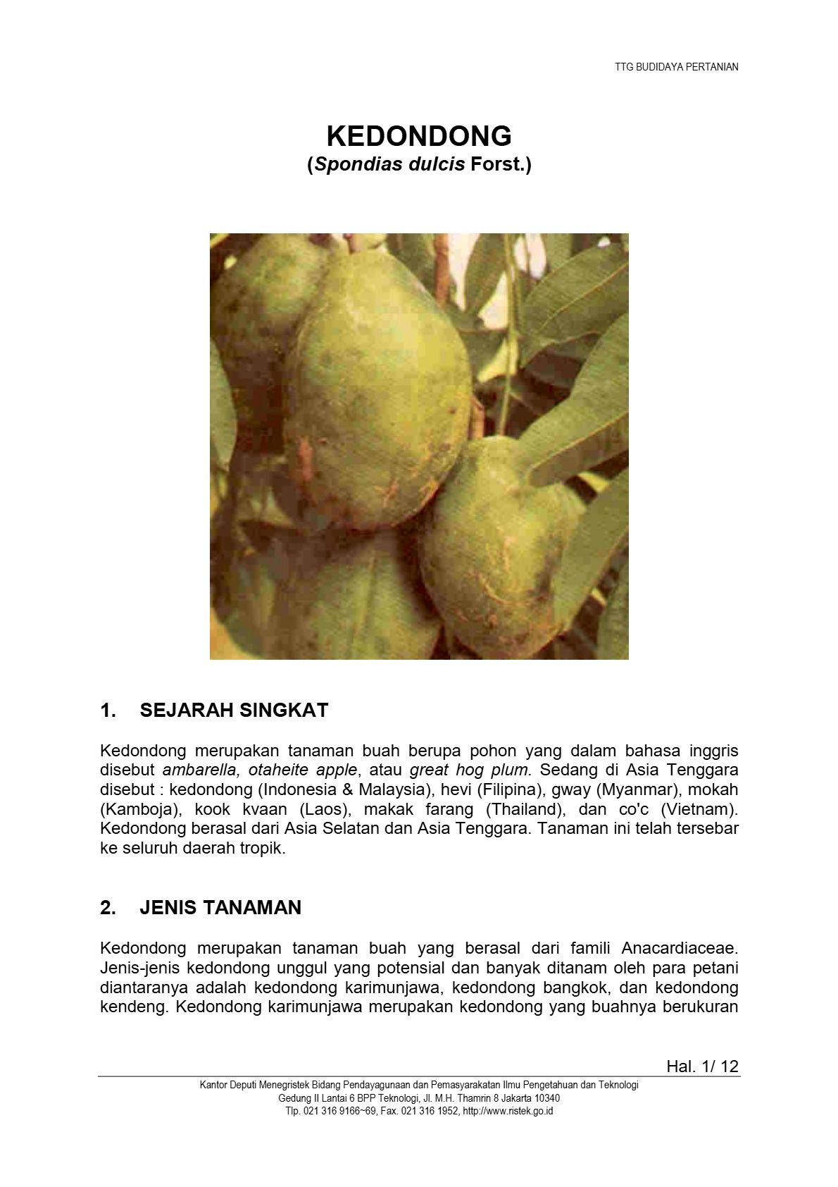 Budidaya Kedondong