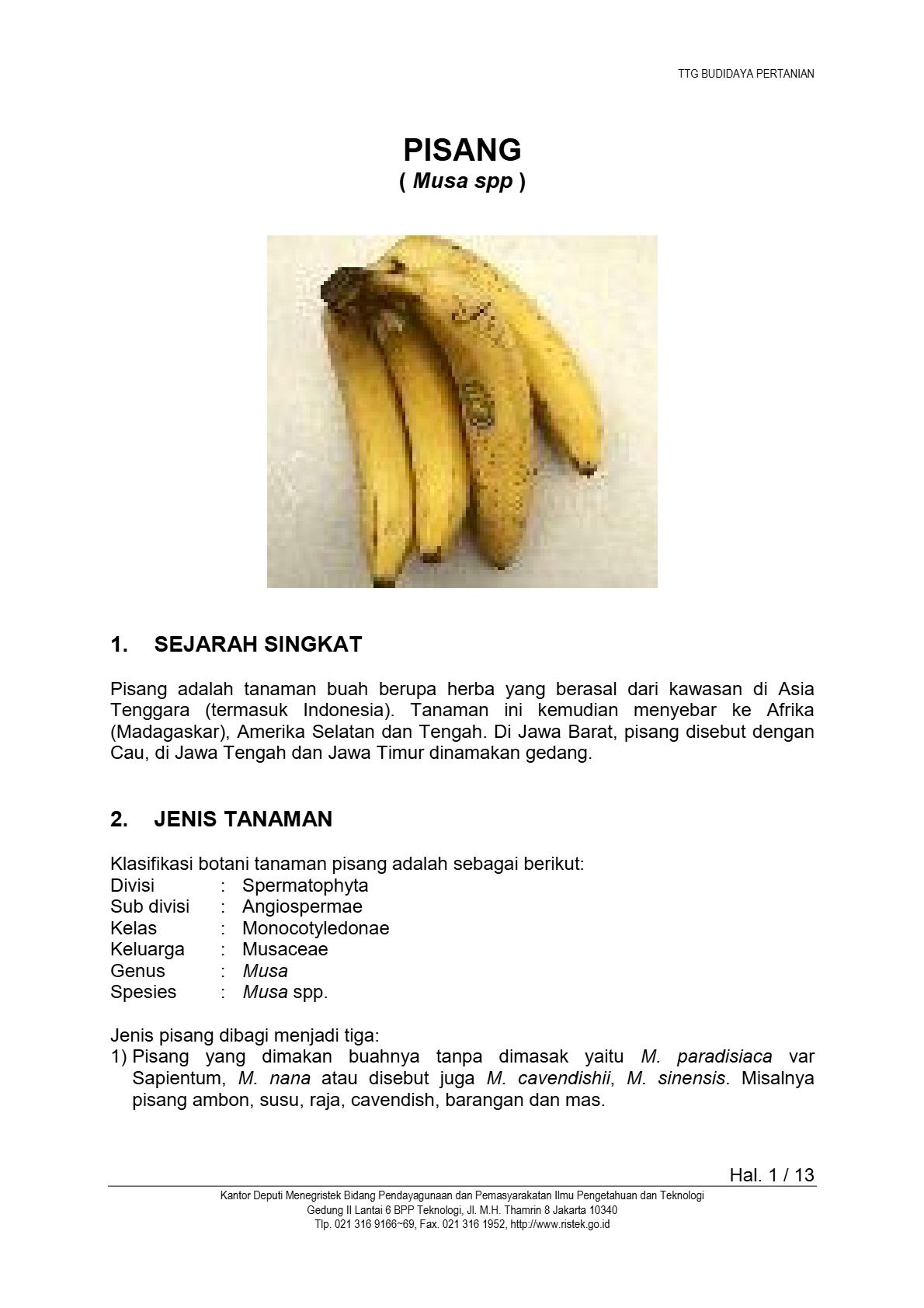 Budidaya Pisang