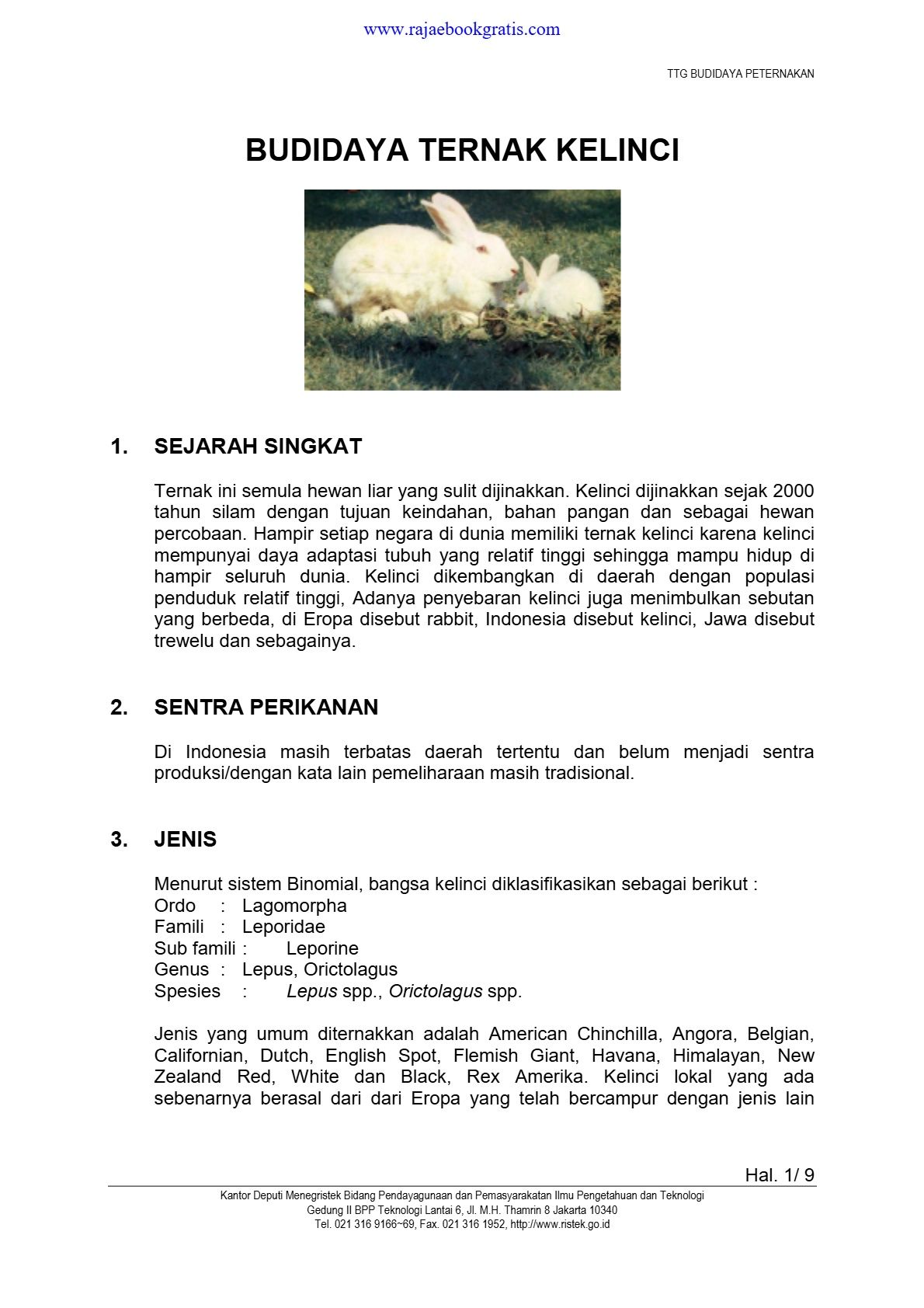 Budidaya Kelinci