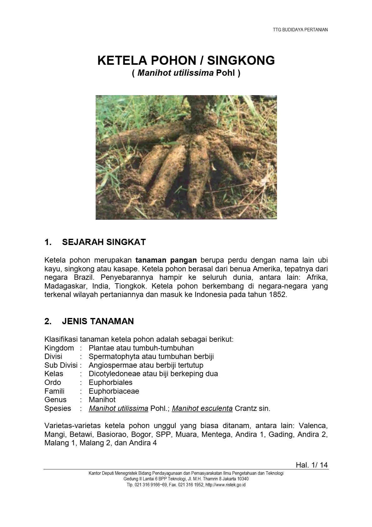 Budidaya Ketela Pohon/Singkong
