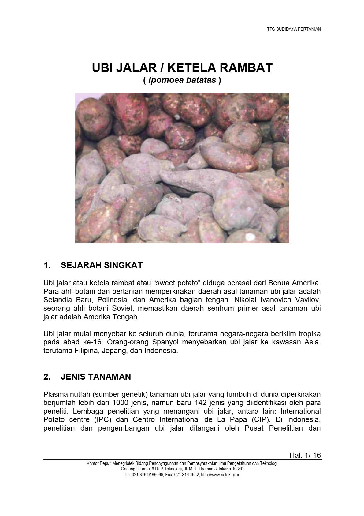 Budidaya Ubi Jalar