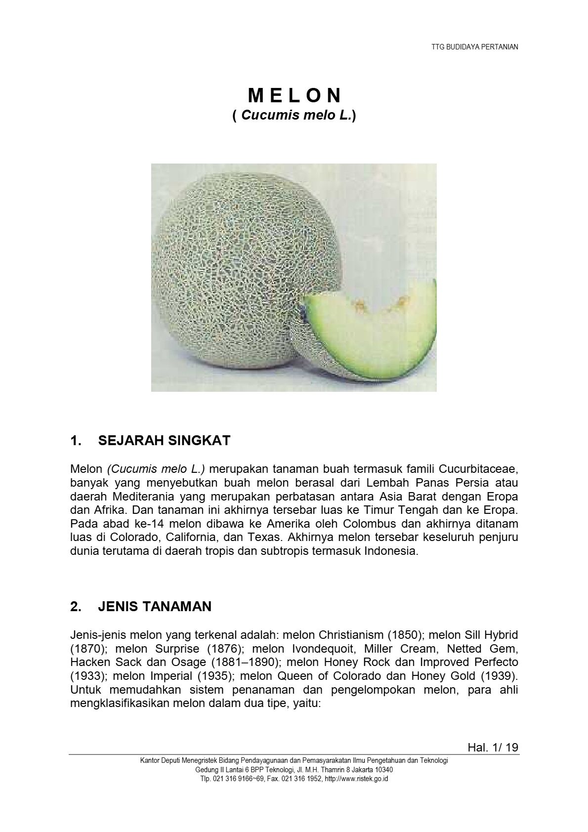 Budidaya Melon