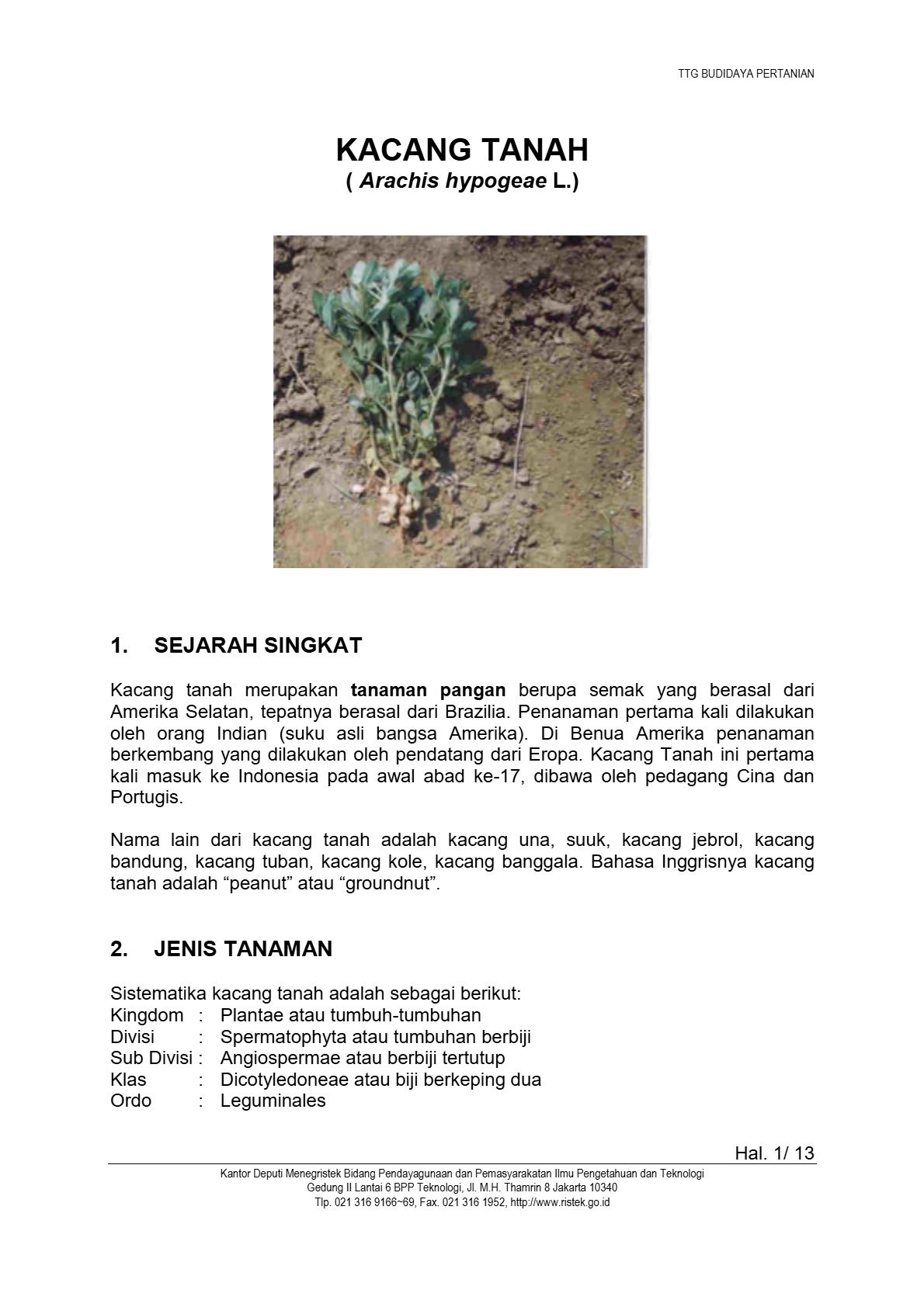 Budidaya Kacang Tanah