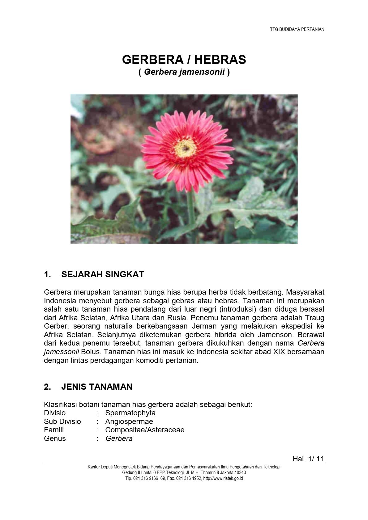 Budidaya Gerbera