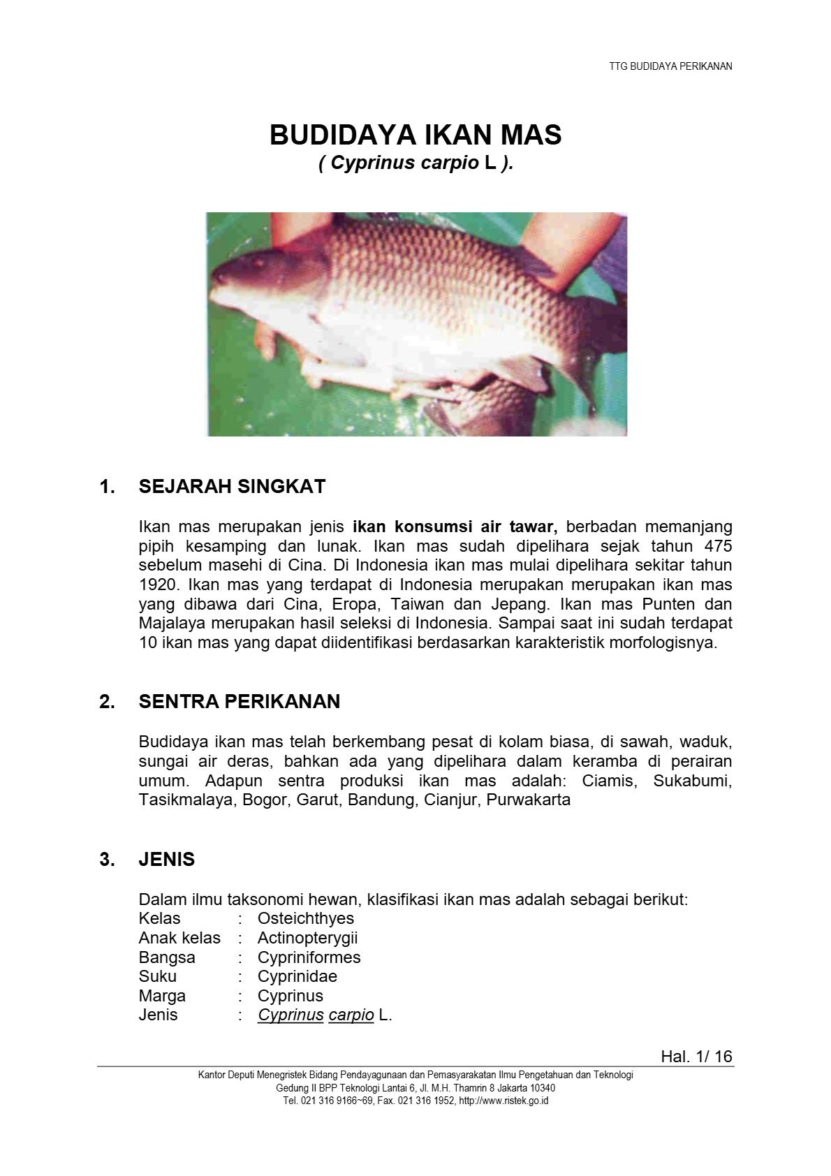 Budidaya Ikan Mas