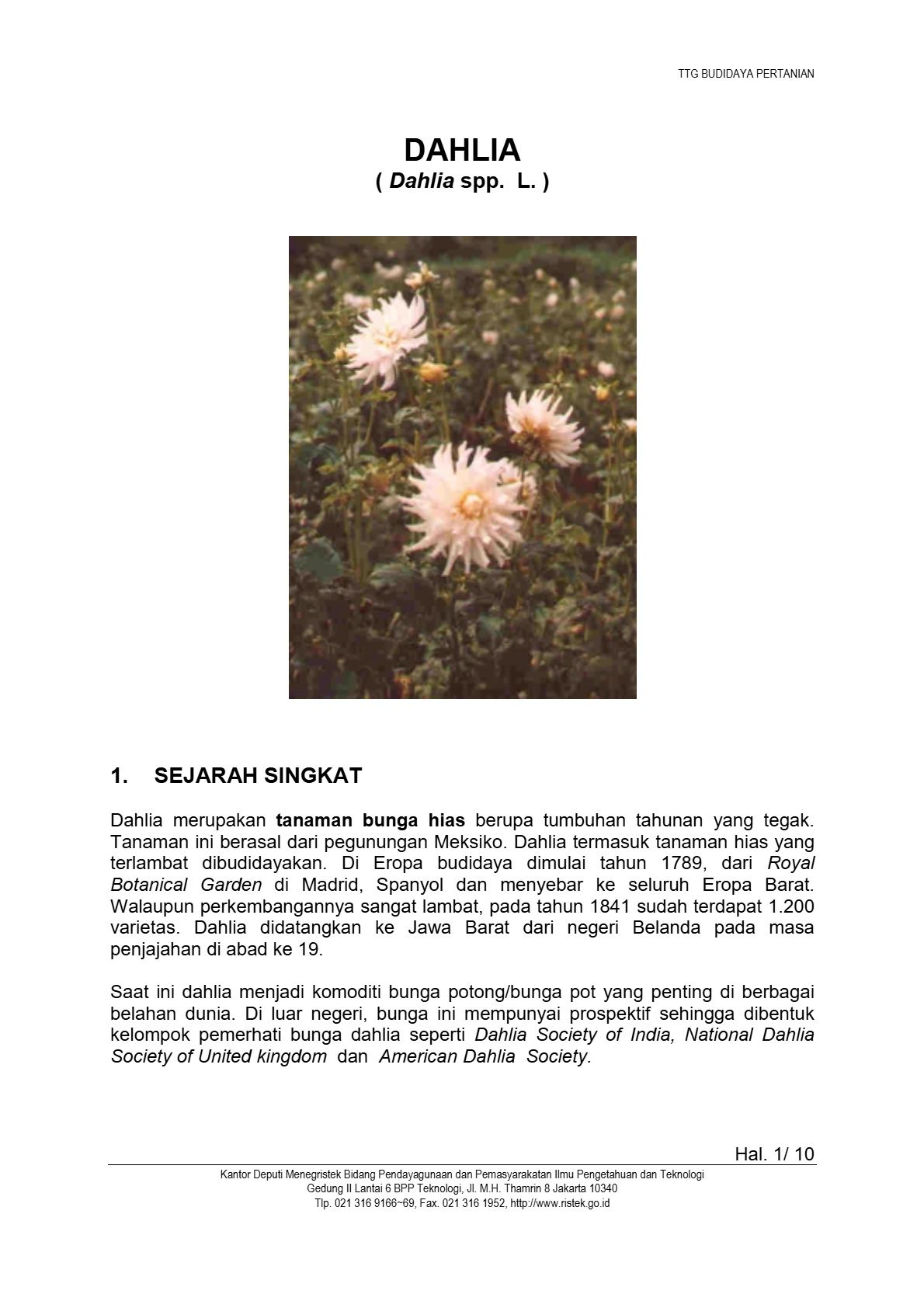 Budidaya Dahlia