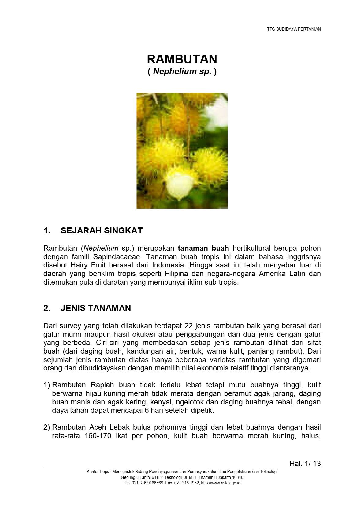Budidaya Rambutan