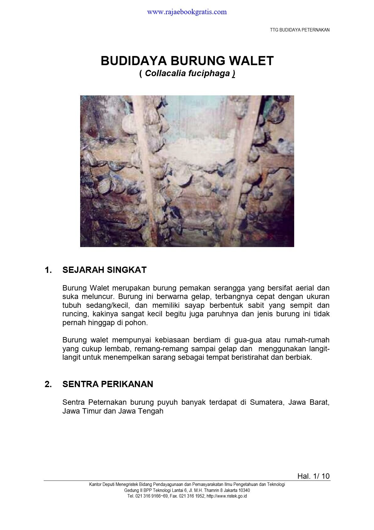 Budidaya Burung Walet