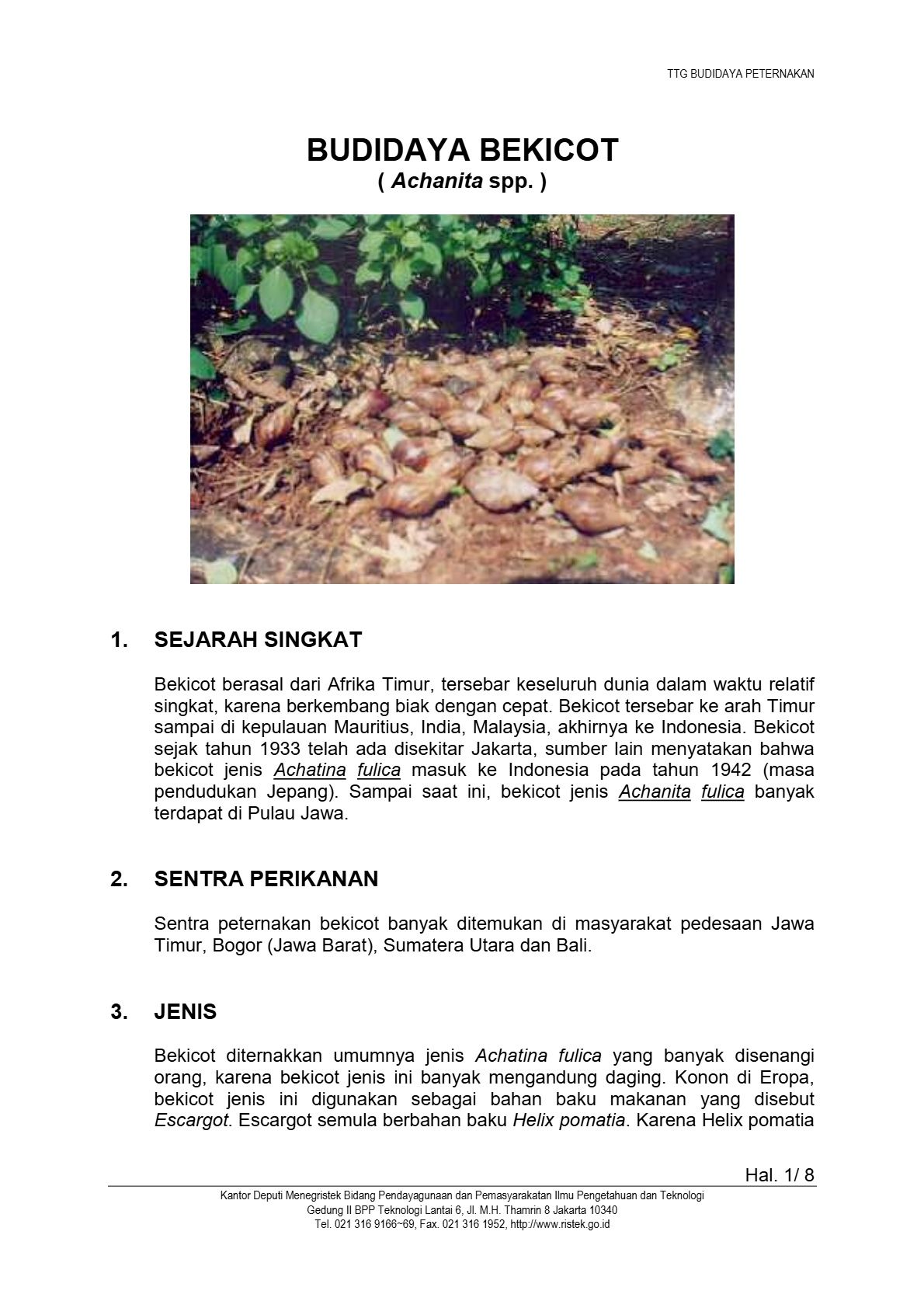 Budidaya Bekicot