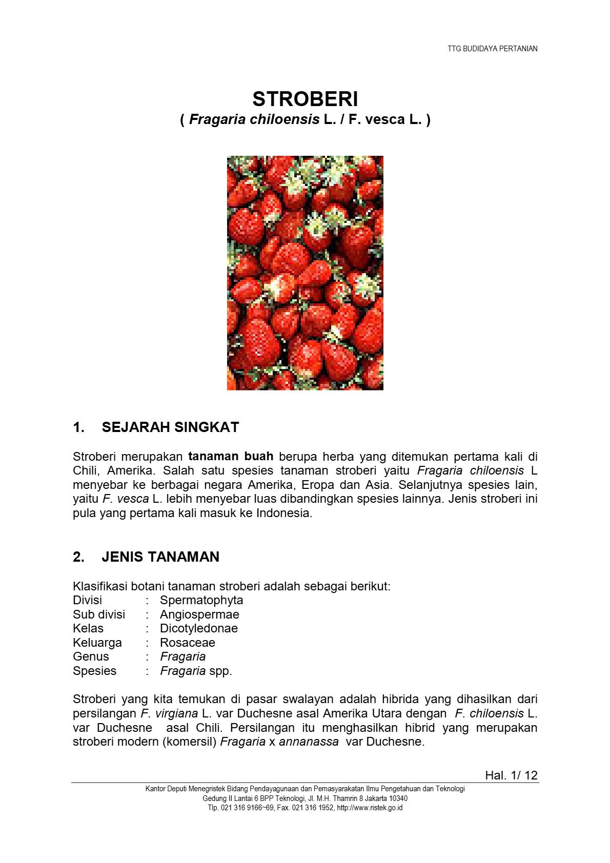 Budidaya Stroberi