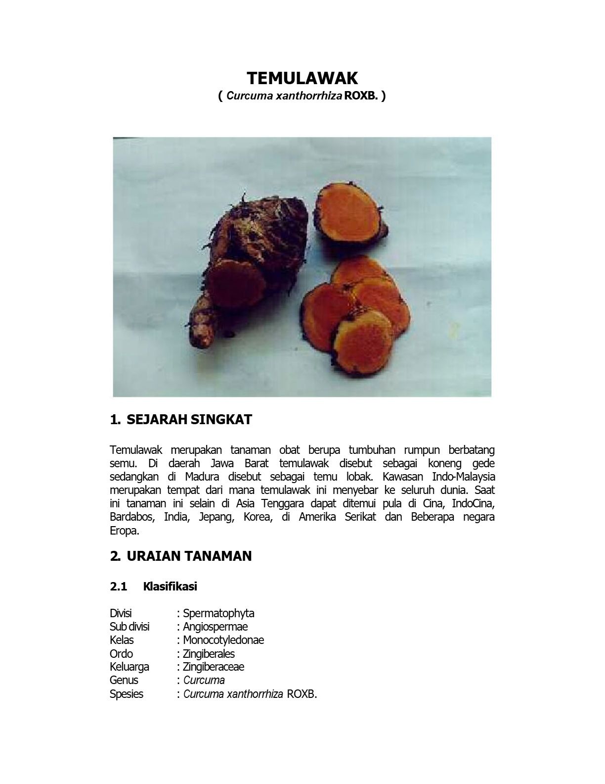 Budidaya Temulawak