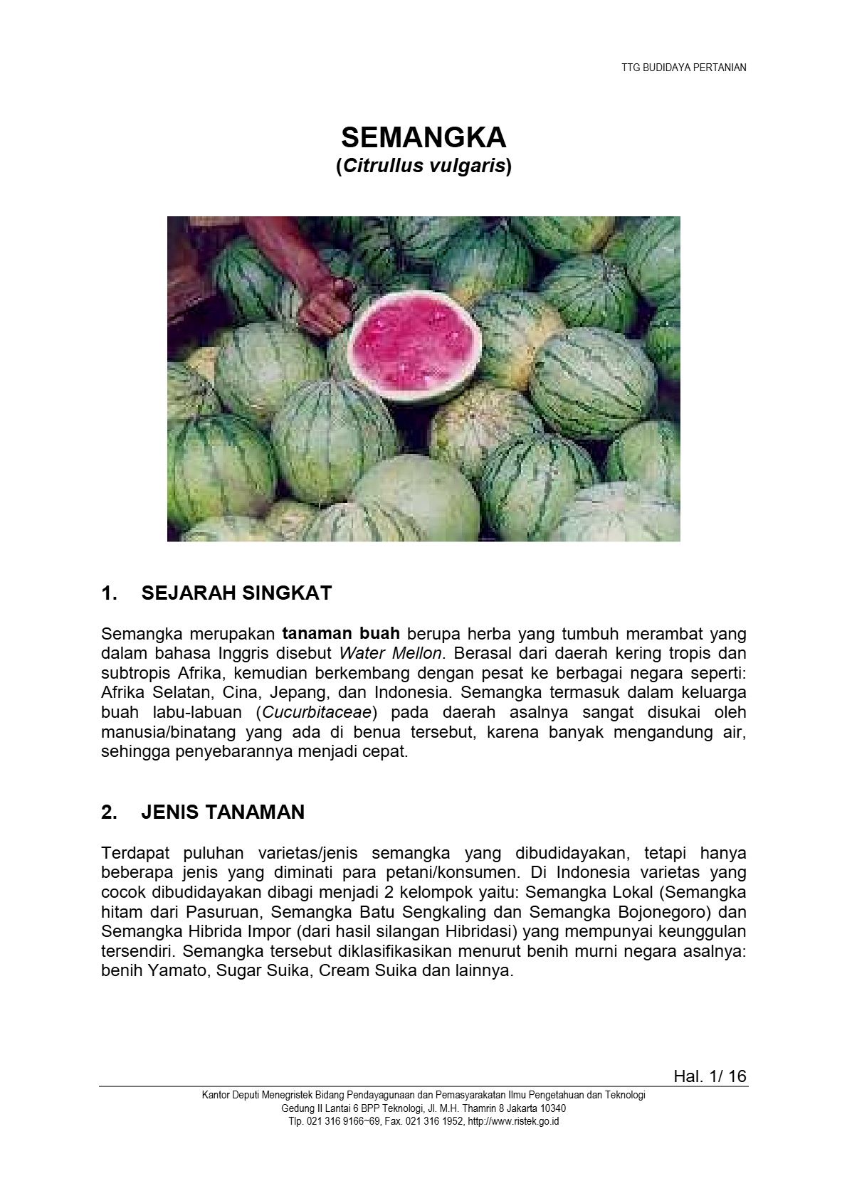 Budidaya Semangka