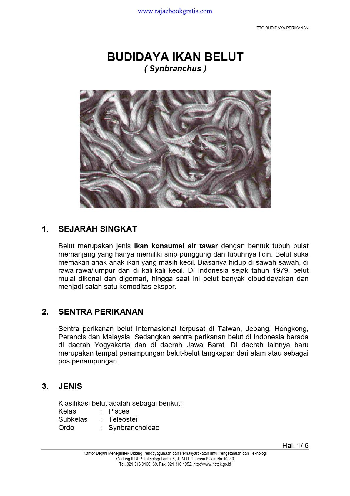 Budidaya Ikan Belut