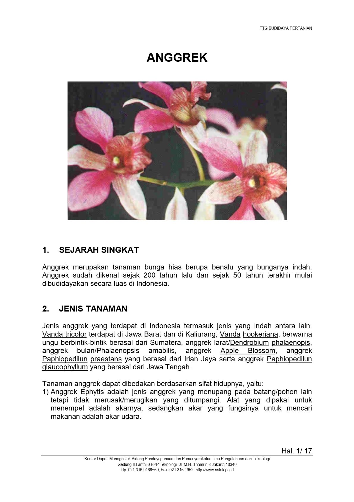 Budidaya Anggrek